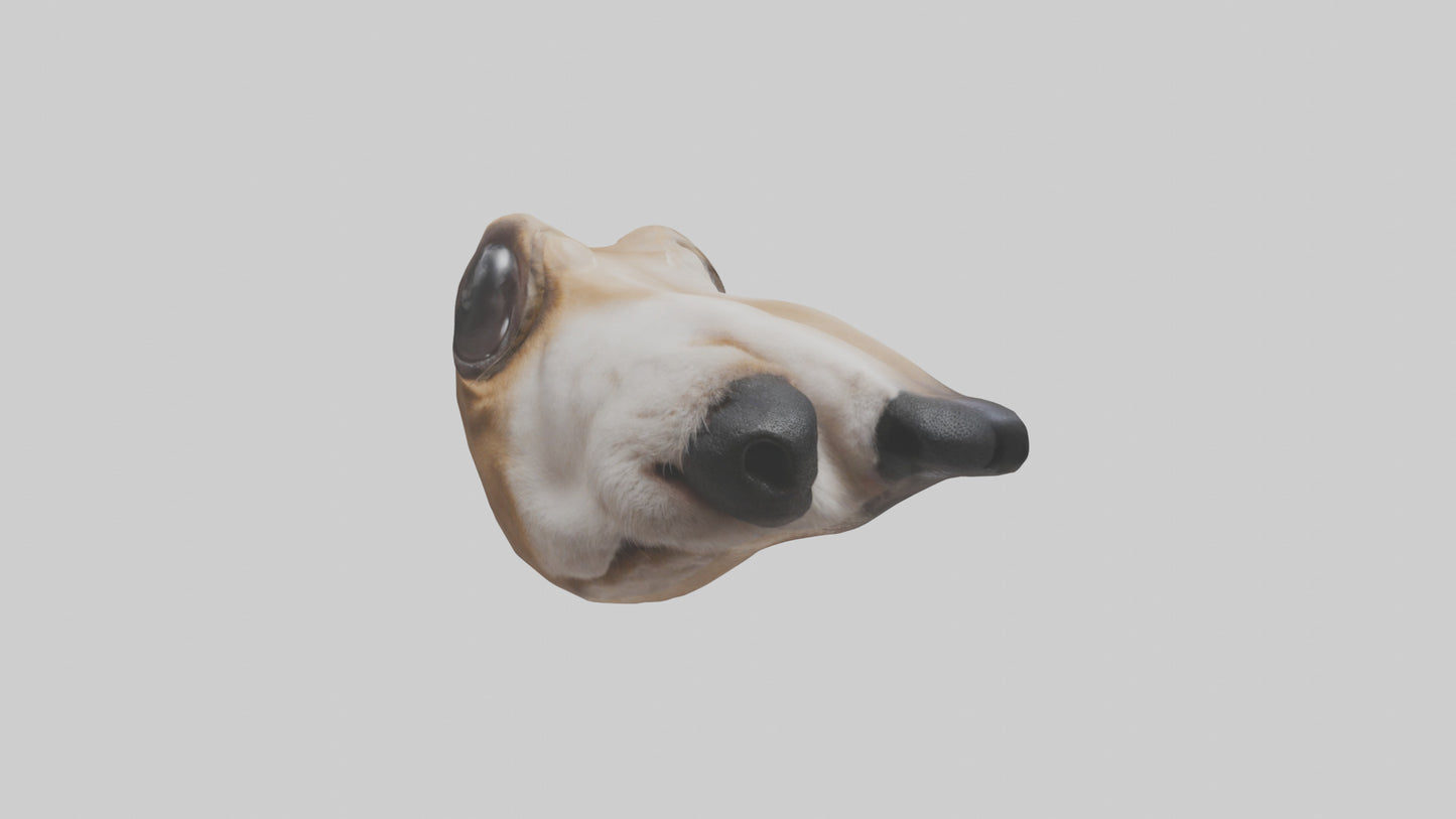 3D model Dog Nose VR / AR / low-poly