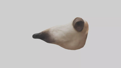 3D model Dog Nose VR / AR / low-poly