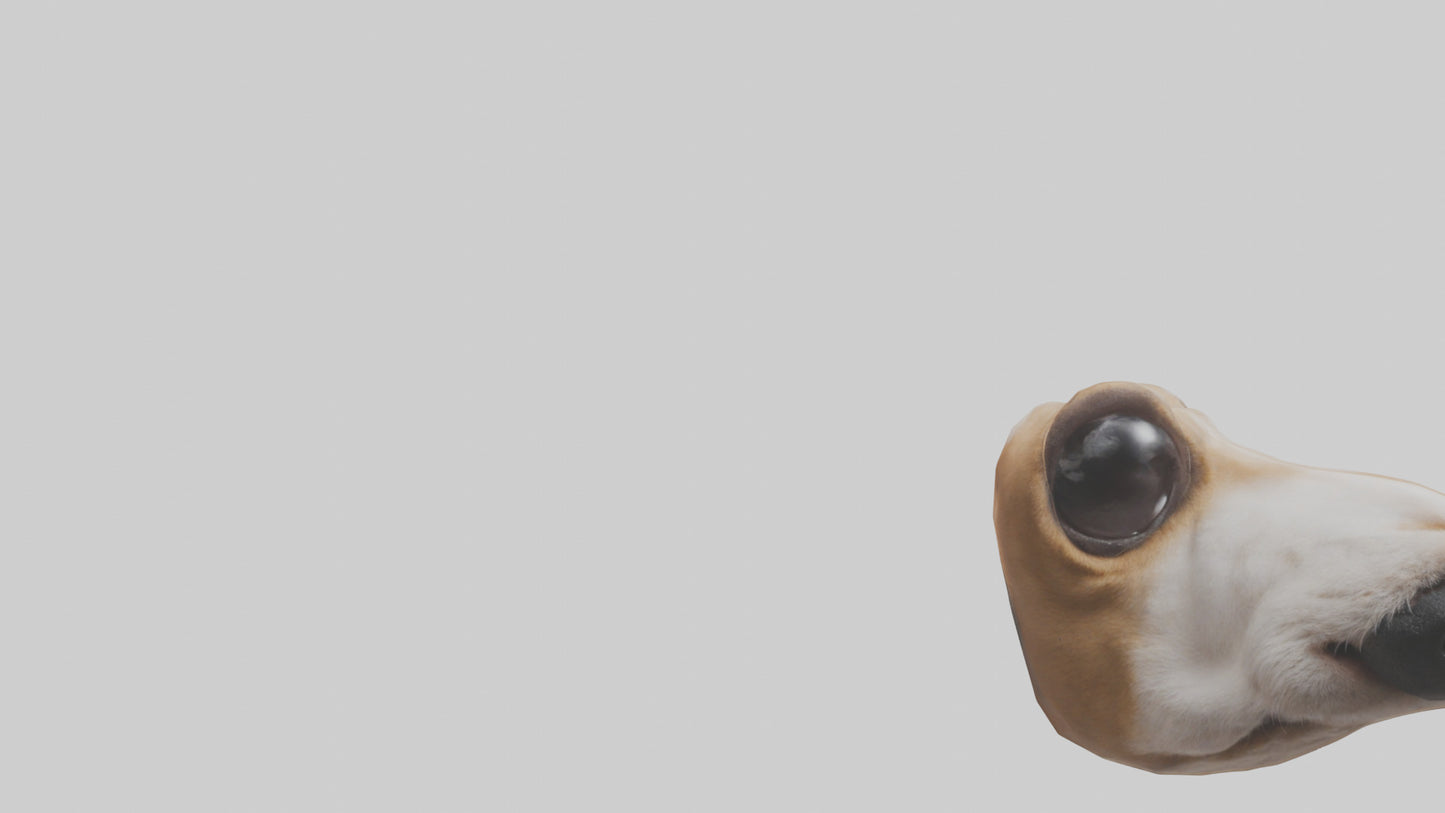 3D model Dog Nose VR / AR / low-poly
