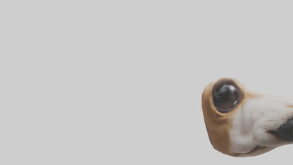 3D model Dog Nose VR / AR / low-poly