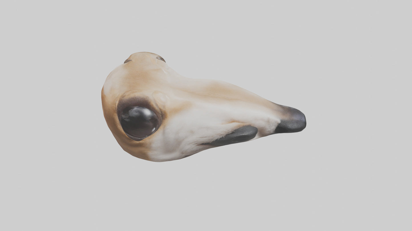 3D model Dog Nose VR / AR / low-poly