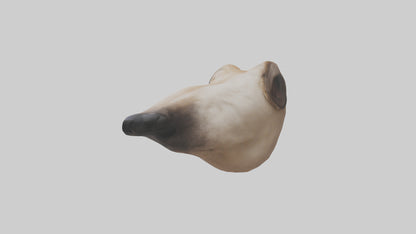 3D model Dog Nose VR / AR / low-poly