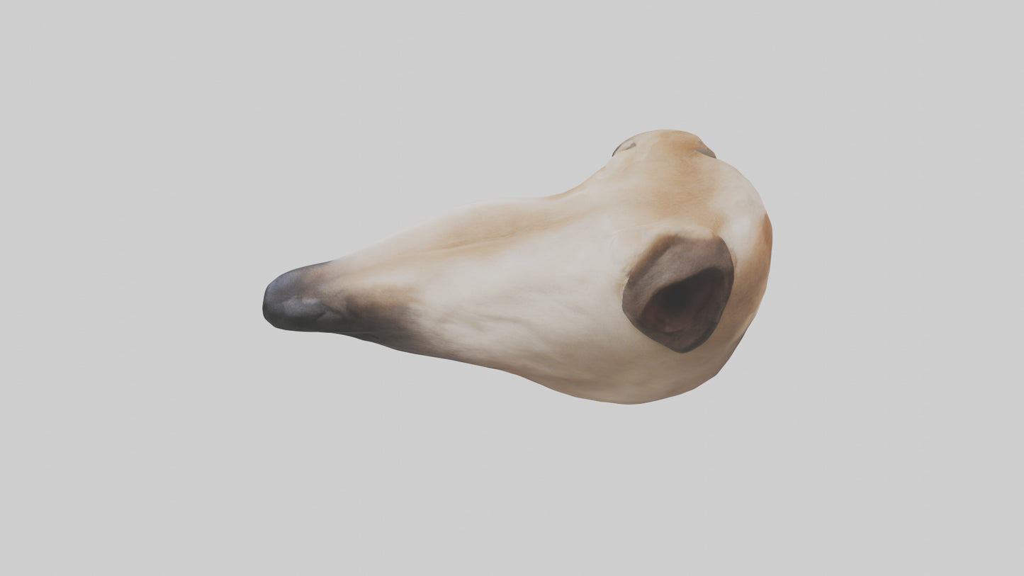 3D model Dog Nose VR / AR / low-poly