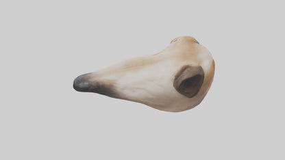 3D model Dog Nose VR / AR / low-poly