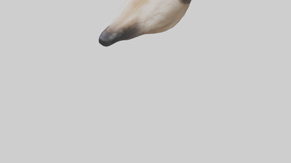 3D model Dog Nose VR / AR / low-poly