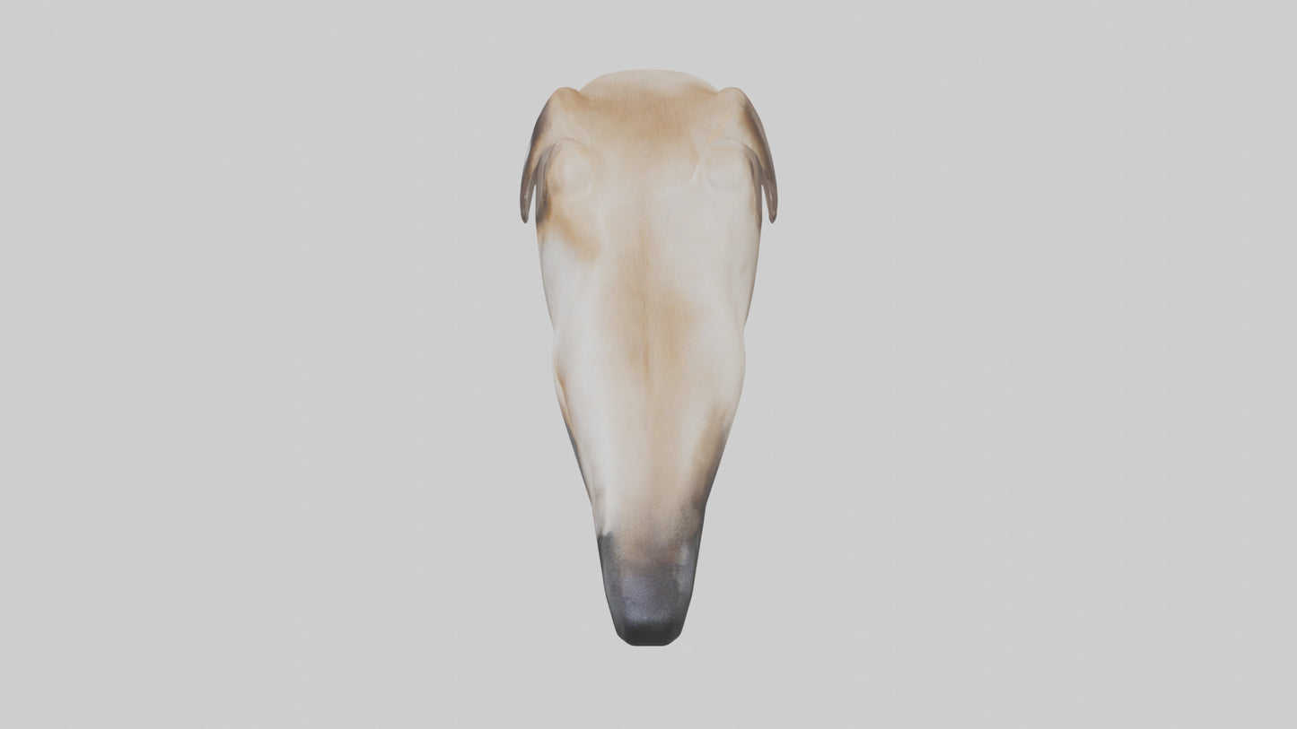 3D model Dog Nose VR / AR / low-poly