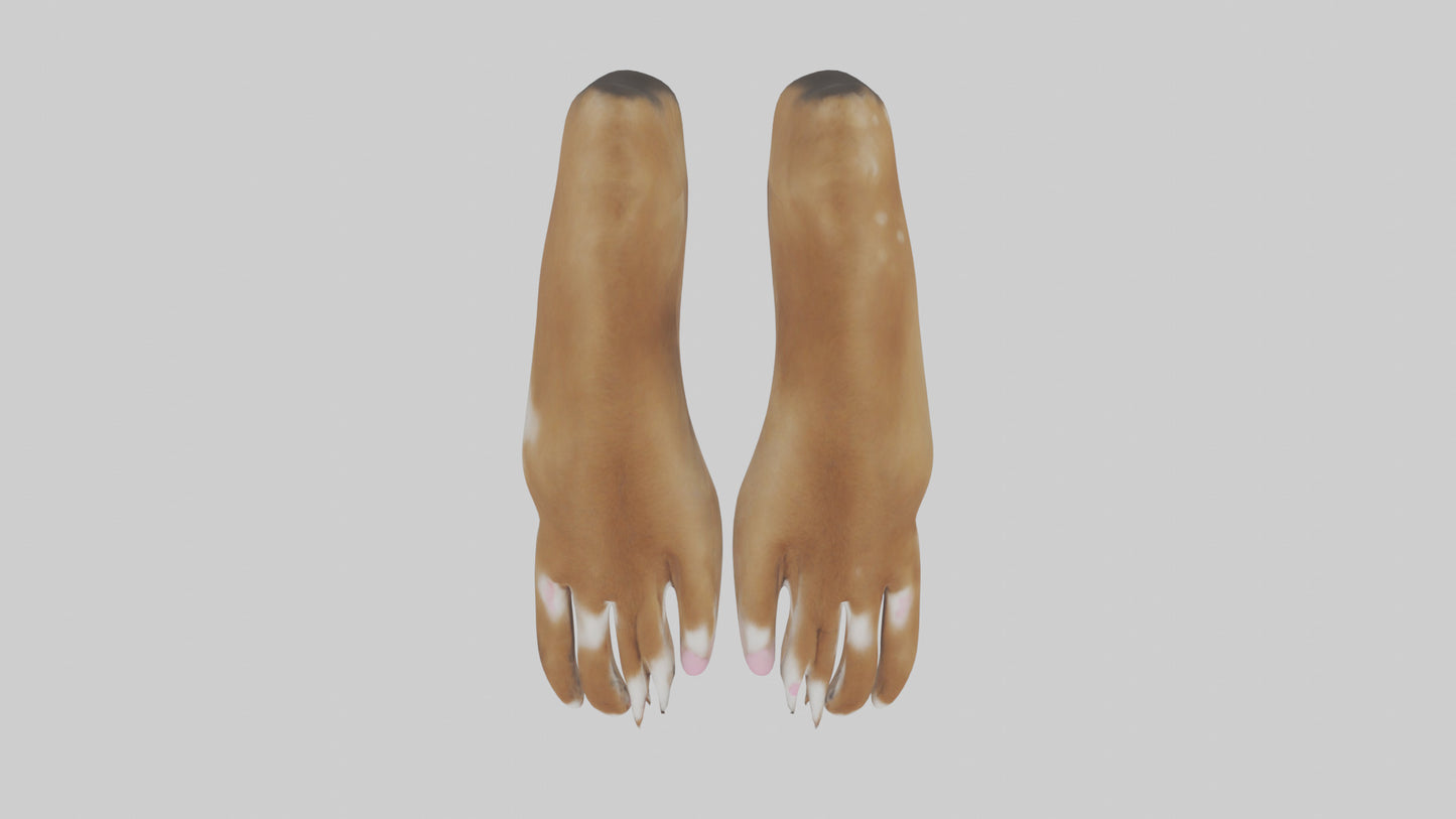3D model Dog Paws VR / AR / low-poly