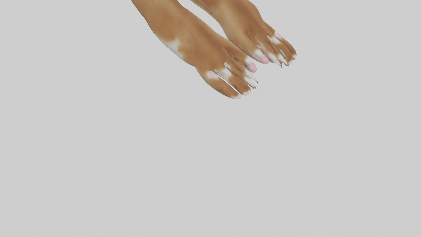 3D model Dog Paws VR / AR / low-poly