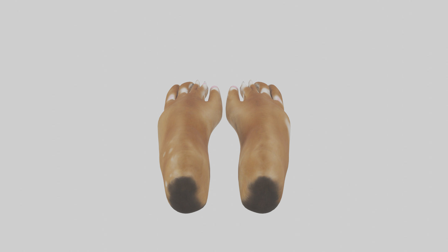 3D model Dog Paws VR / AR / low-poly