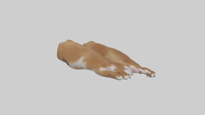 3D model Dog Paws VR / AR / low-poly