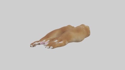 3D model Dog Paws VR / AR / low-poly