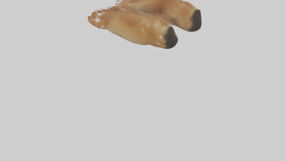 3D model Dog Paws VR / AR / low-poly