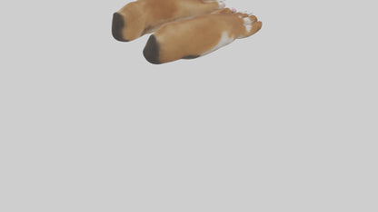 3D model Dog Paws VR / AR / low-poly