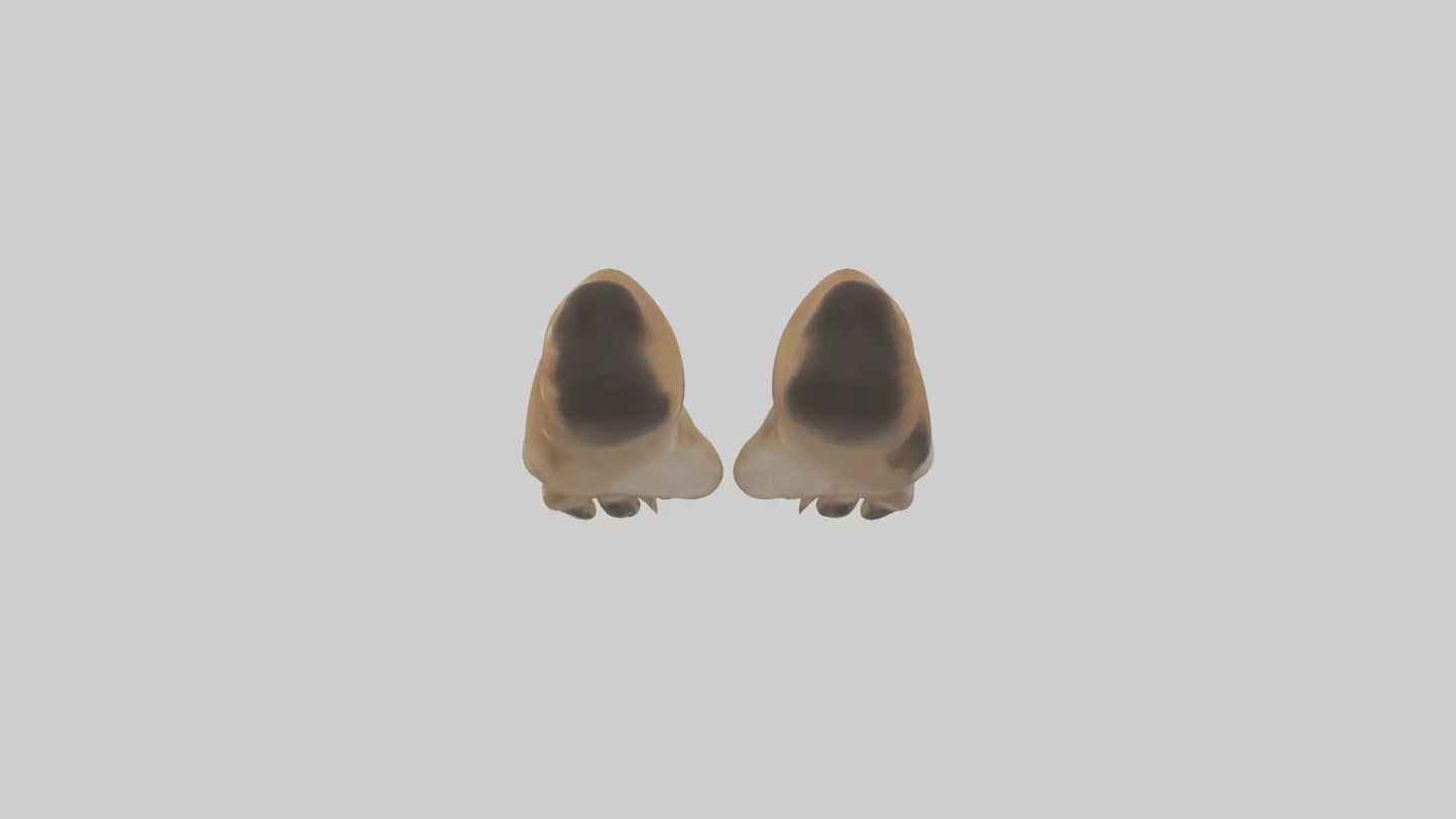 3D model Dog Paws VR / AR / low-poly
