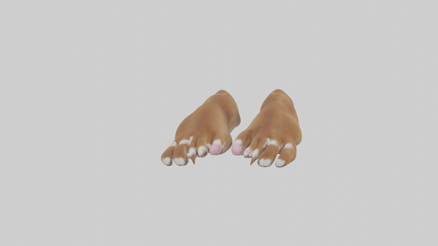 3D model Dog Paws VR / AR / low-poly