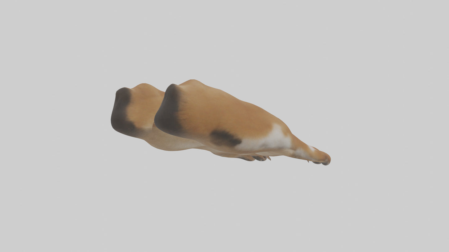 3D model Dog Paws VR / AR / low-poly