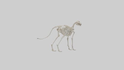 Dog Skeleton model VR / AR / low-poly