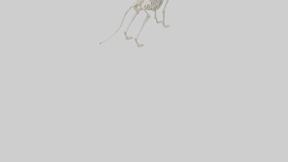 Dog Skeleton model VR / AR / low-poly