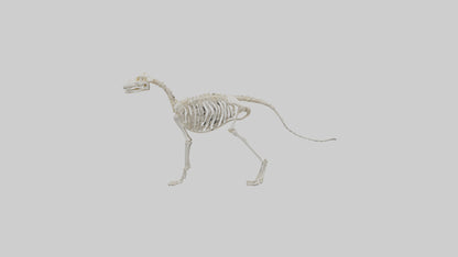 Dog Skeleton model VR / AR / low-poly