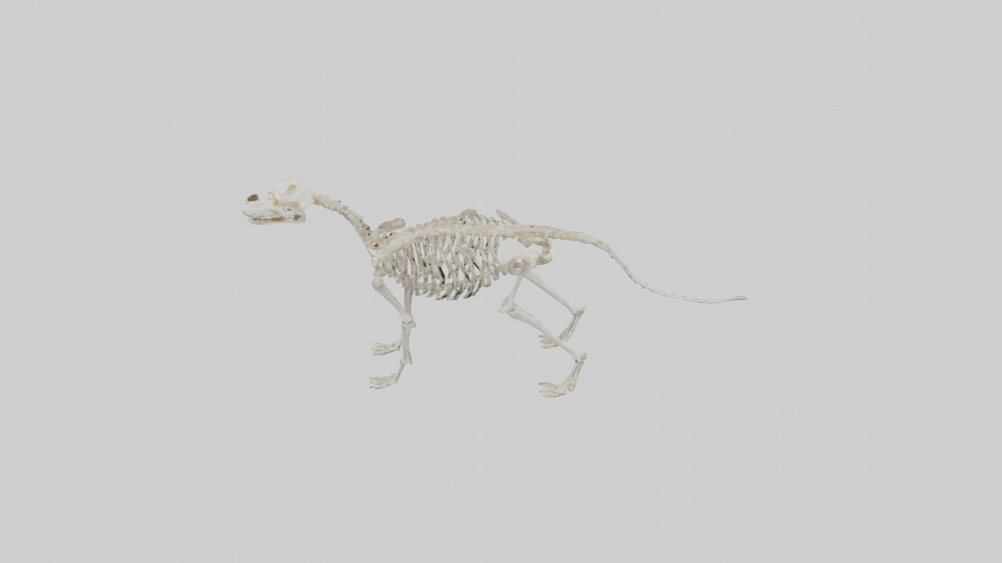 Dog Skeleton model VR / AR / low-poly