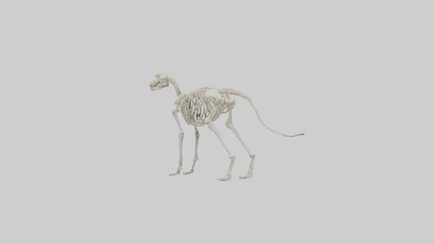 Dog Skeleton model VR / AR / low-poly