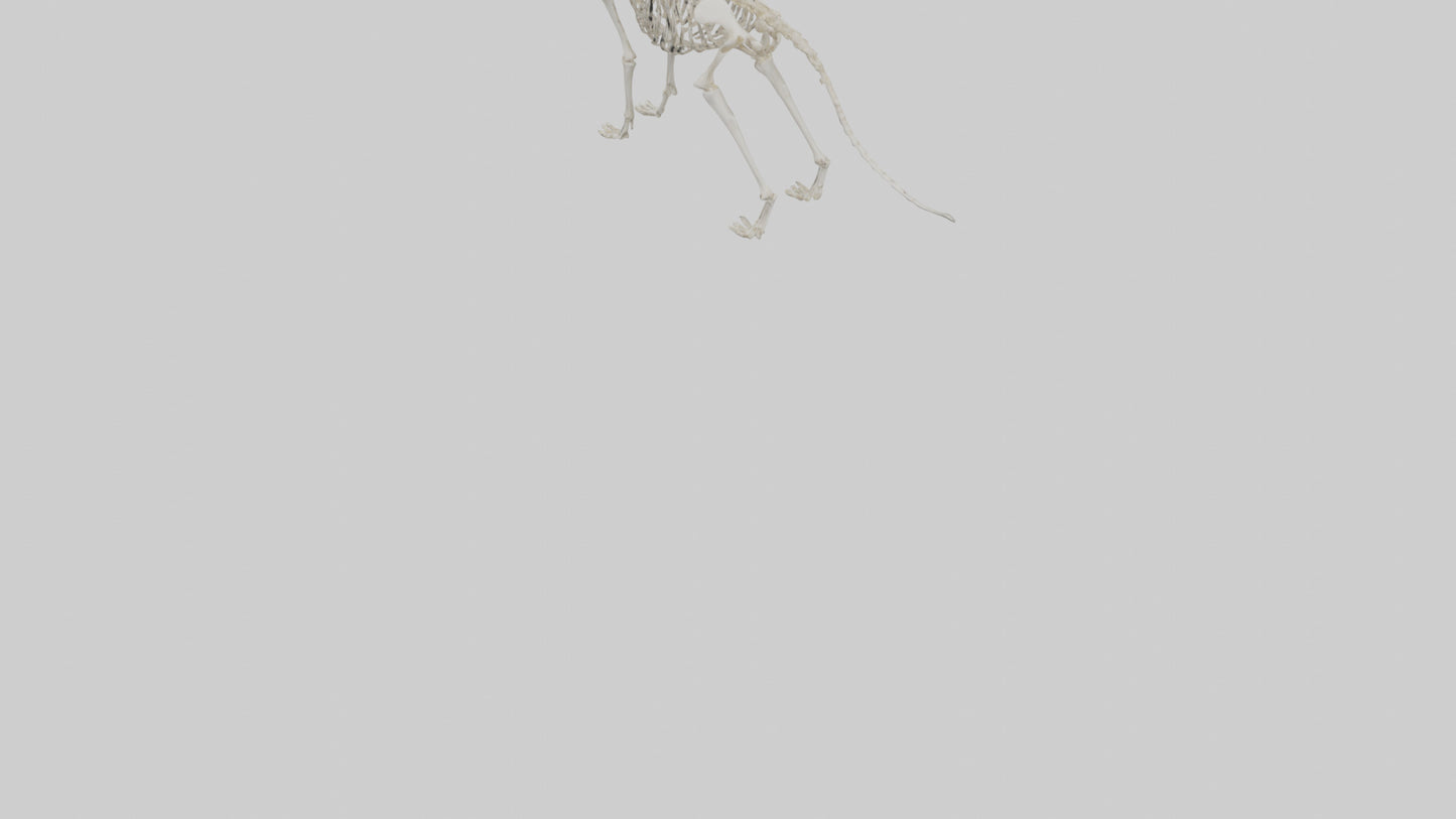 Dog Skeleton model VR / AR / low-poly