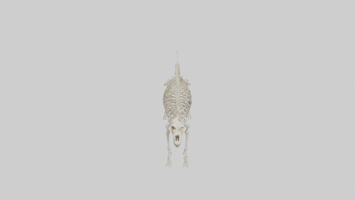 Dog Skeleton model VR / AR / low-poly