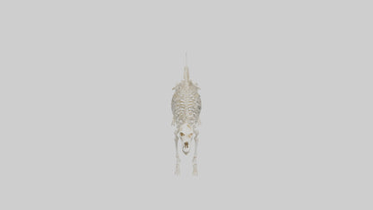 Dog Skeleton model VR / AR / low-poly