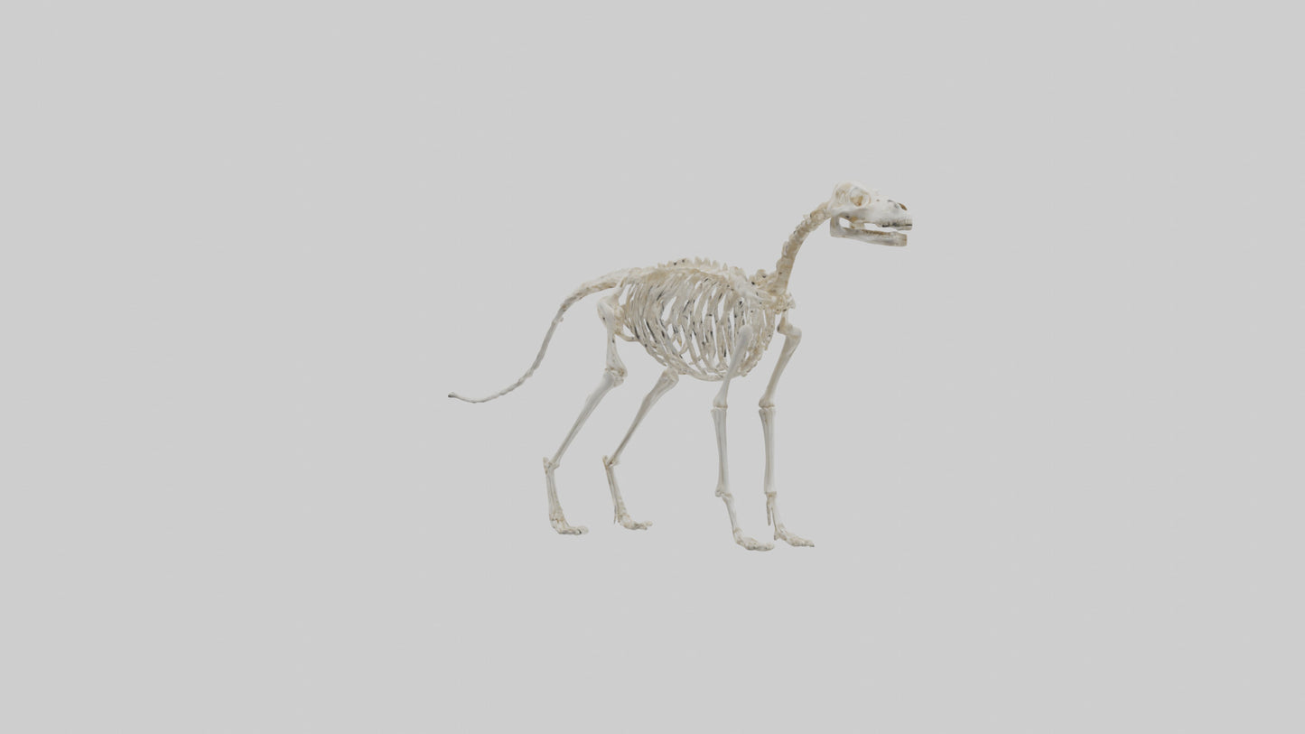 Dog Skeleton model VR / AR / low-poly