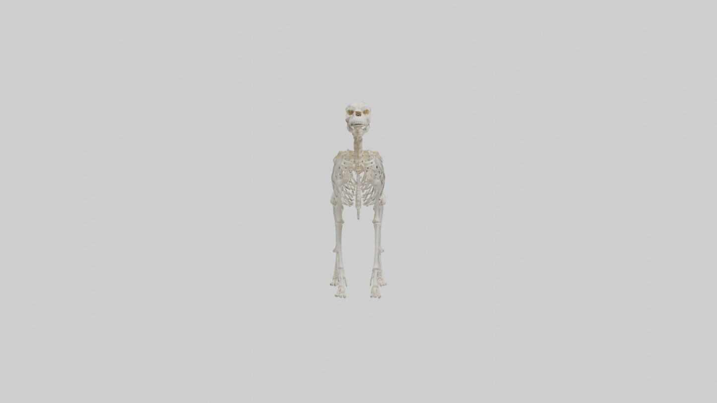 Dog Skeleton model VR / AR / low-poly
