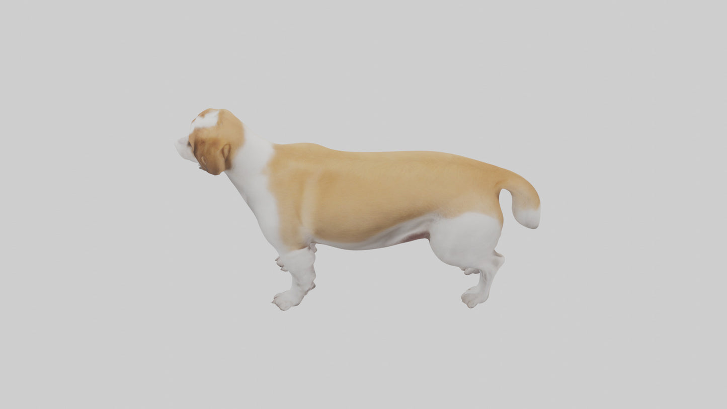 Dog Tail 3D model