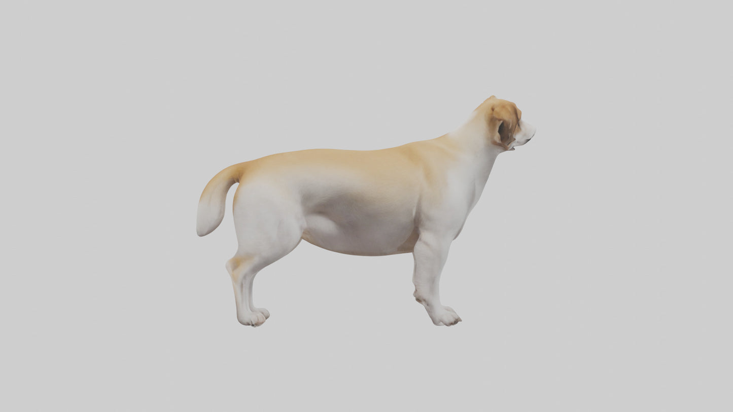 Dog Tail 3D model