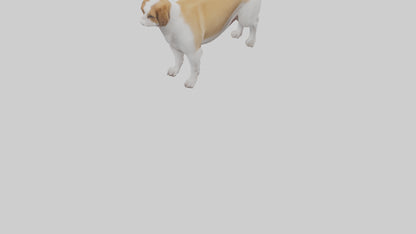 Dog Tail 3D model