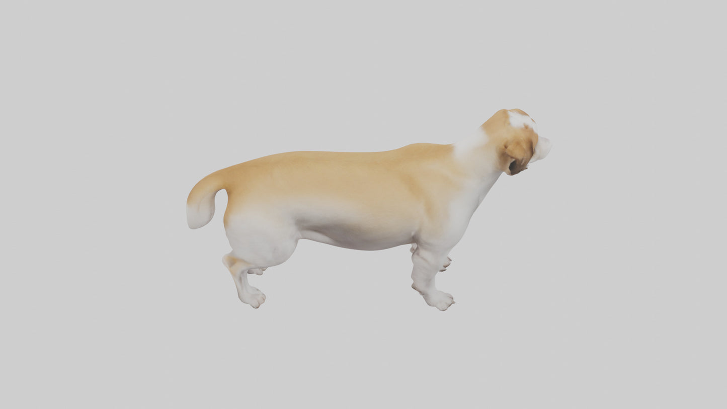 Dog Tail 3D model