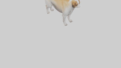 Dog Tail 3D model
