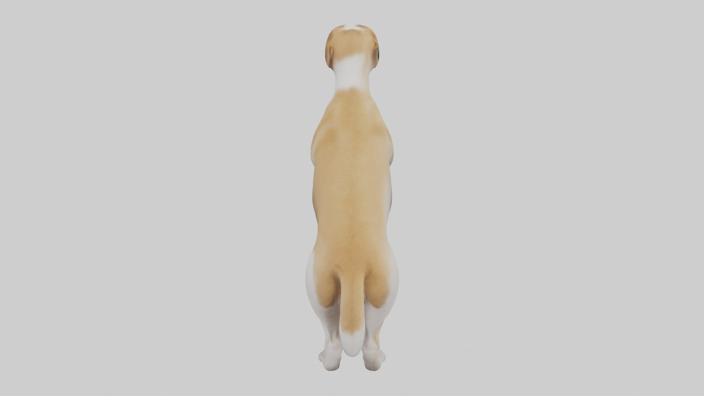 Dog Tail 3D model