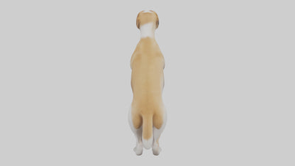 Dog Tail 3D model