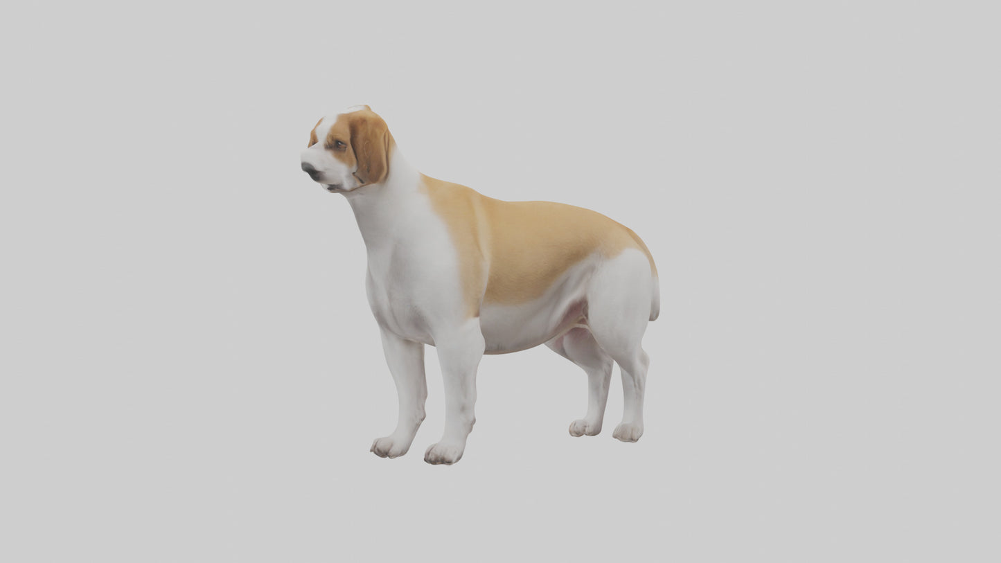 Dog Tail 3D model