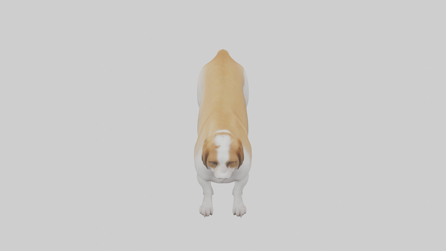Dog Tail 3D model