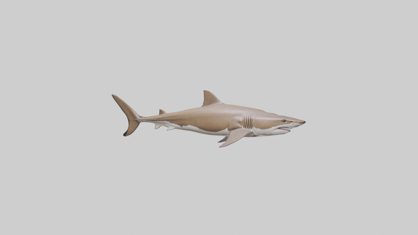 Dogfish Shark prowling model 3D model