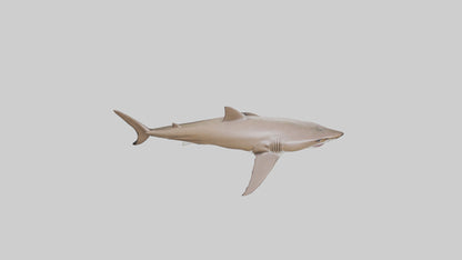 Dogfish Shark prowling model 3D model