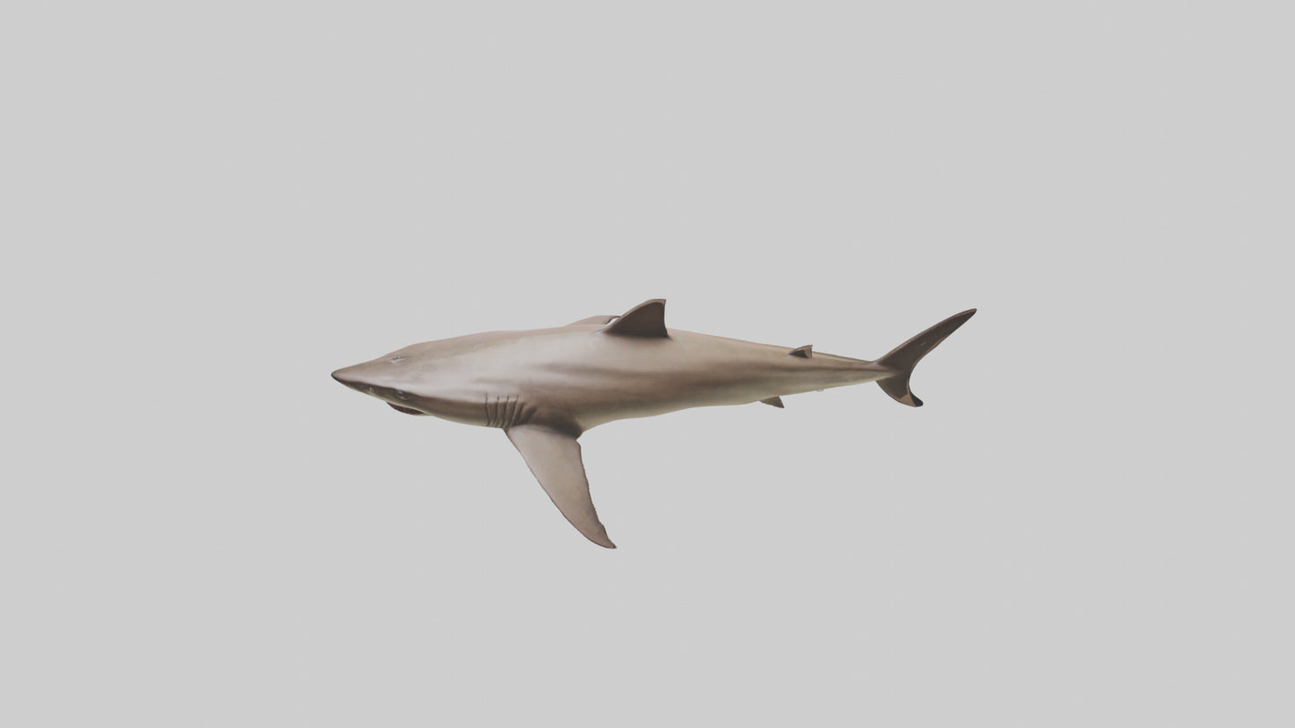 Dogfish Shark prowling model 3D model