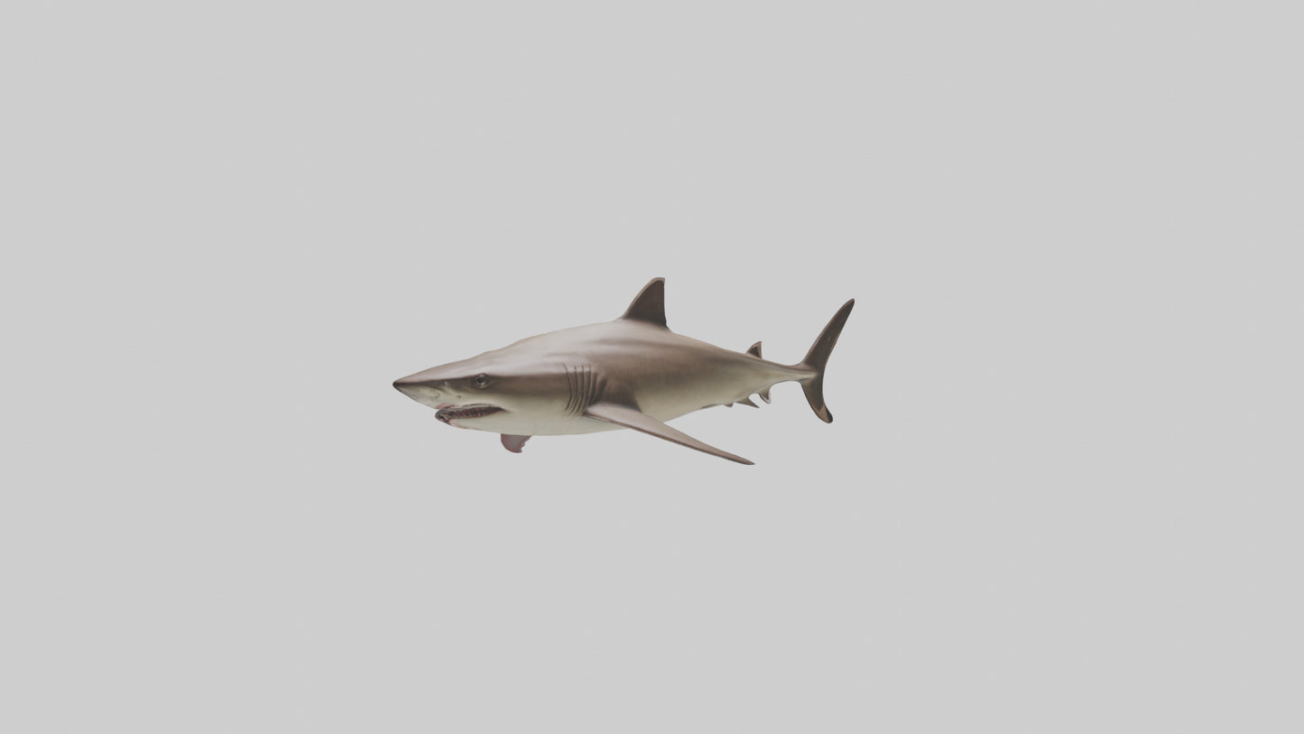 Dogfish Shark prowling model 3D model
