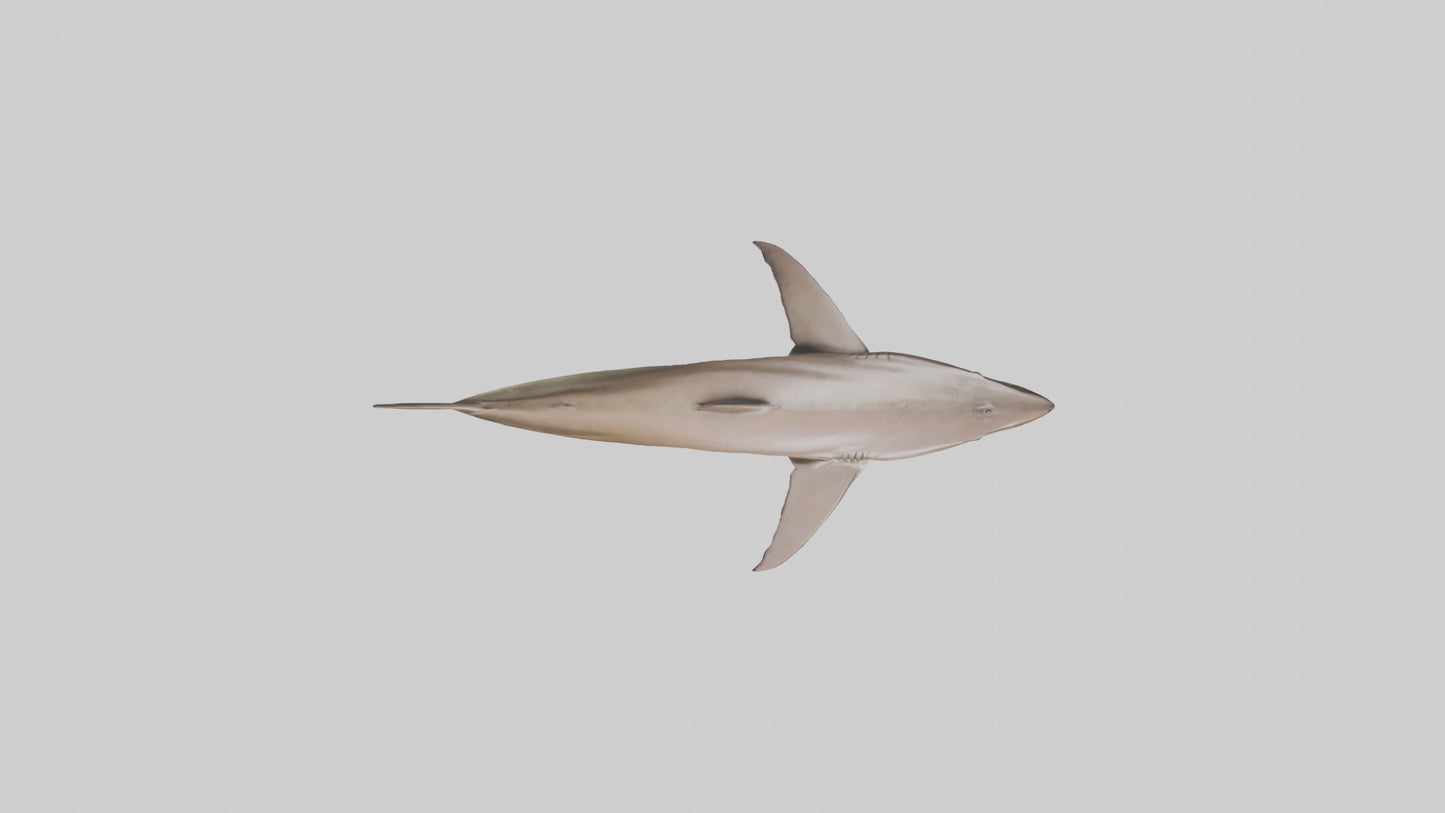 Dogfish Shark prowling model 3D model