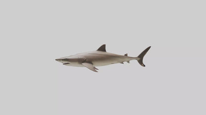 Dogfish Shark prowling model 3D model