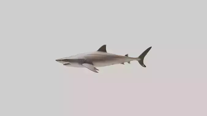 Dogfish Shark prowling model 3D model