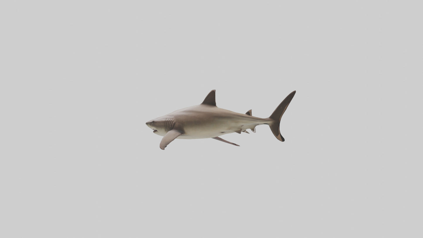 Dogfish Shark prowling model 3D model