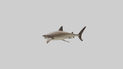 Dogfish Shark prowling model 3D model