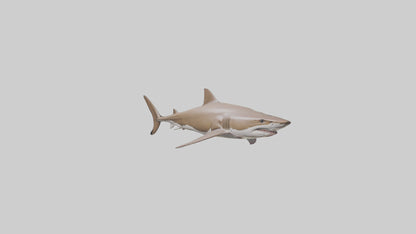 Dogfish Shark prowling model 3D model