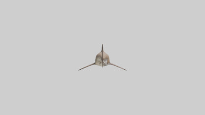 Dogfish Shark prowling model 3D model